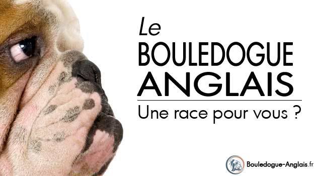 Santé du Bouledogue Anglais